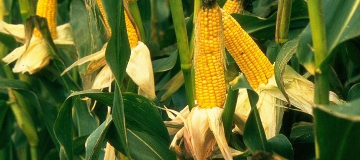 दैलेखमा बँदेलले मकै सखाप, किसान चिन्तित 